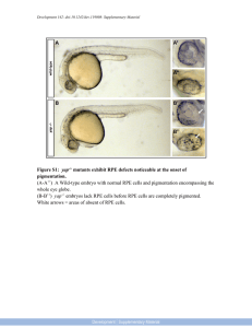 Figure S1: yap-/- mutants exhibit RPE defects noticeable at the onset
