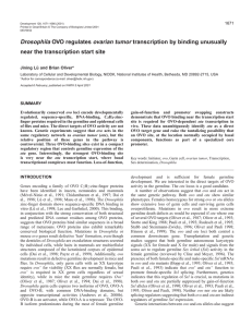 Drosophila OVO regulates ovarian tumor transcription by binding