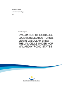 evaluation of extracellular nucleotide turnover in vascular