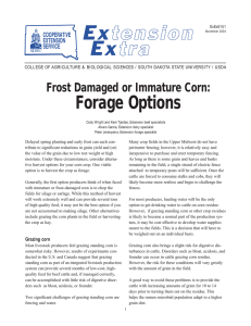 Frost Damaged or Immature Corn: Forage Options