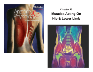 Muscles Acting on the Hip and Lower Limb