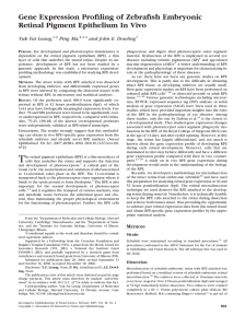 Gene Expression Profiling of Zebrafish Embryonic Retinal