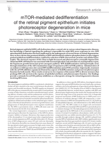 mTOR-mediated dedifferentiation of the retinal pigment epithelium
