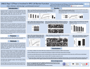 (#863) Rap1 GTPase is Involved in RPE Cell Barrier Function 1Cell