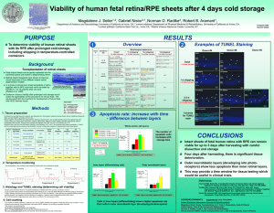 Viability of Human Fetal Retina/RPE Sheets After Days Cold Storage