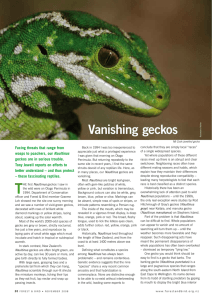 vanishing geckos - Forest and Bird