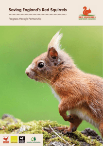 Saving England`s Red Squirrels - progress through partnership