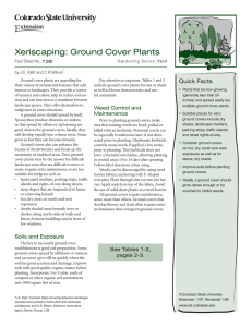 Xeriscaping: Ground Cover Plants