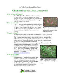 Ground Hemlock (Taxus canadensis)