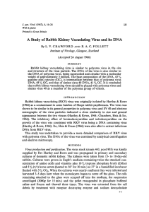 A Study of Rabbit Kidney Vacuolating Virus and its DNA