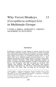 Why Vervet Monkeys - Department of Anthropology, UCDavis