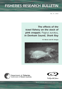 The effects of the trawl fishery on the stock of pink snapper, Pagrus