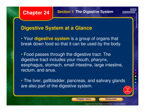 Digestive System at a Glance Chapter 24
