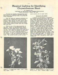 Marginal Lighting for Identifying Chrysanthemum Stunt
