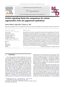 Activin signaling limits the competence for retinal regeneration from