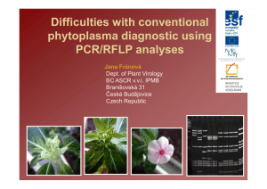 Difficulties with conventional phytoplasma diagnostic using PCR