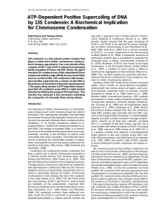 ATP-Dependent Positive Supercoiling of DNA by 13S Condensin: A