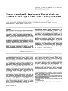 Compartment-specific regulation of plasma membrane calcium