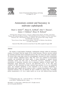 Ammonium content and buoyancy in midwater cephalopods