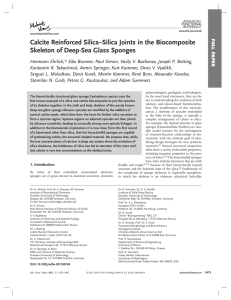 Calcite Reinforced Silica–Silica Joints in the Biocomposite Skeleton