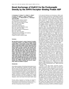 Novel Anchorage of GluR2/3 to the Postsynaptic