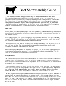 beef showmanship - The Judging Connection .com