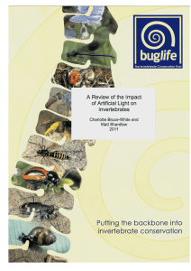 A Review of the Impact of Artificial Light on Invertebrates
