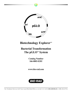 Bacterial Transformation The pGLO System
