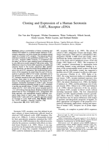 Cloning and Expression of a Human Serotonin 5‐HT4 Receptor cDNA