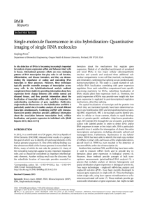 Single-molecule fluorescence in situ hybridization: Quantitative