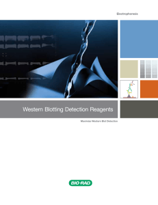 Western Blotting Detection Reagents - Bio-Rad