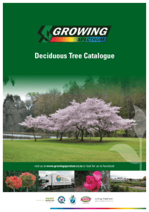 Deciduous Tree Catalogue