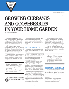Growing Currants and Gooseberries in Your Home Garden
