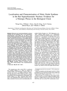 Localization and Characterization of Nitric Oxide Synthase in the Rat
