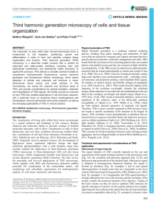 Third harmonic generation microscopy of cells and tissue organization