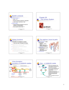 The Urinary System