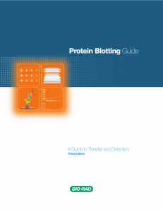 Protein Blotting Guide - Bio-Rad