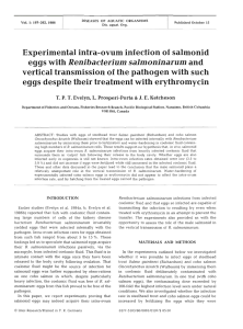 eggs with Renibacterium salmoninarum and