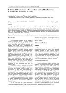 Isolation of Flavobacterium columnare from Cultured Rainbow Trout