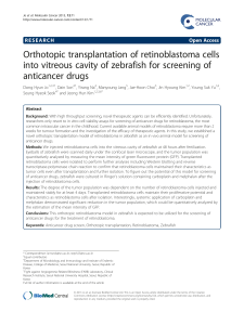 Orthotopic transplantation of retinoblastoma cells into vitreous cavity
