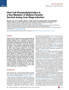 Host Cell Phosphatidylcholine Is a Key Mediator of Malaria Parasite