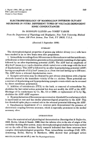 Llinas and Yarom J Physiol 1981 Electrophysiology of