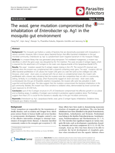 The waaL gene mutation compromised the inhabitation of