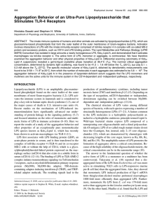 Aggregation Behavior of an Ultra-Pure Lipopolysaccharide that