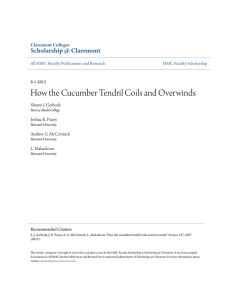 How the Cucumber Tendril Coils and Overwinds