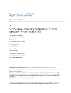 DNA2 drives processing and restart of reversed replication forks in