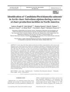 Identification of `Candidatus Piscichlamydia salmonis` in Arctic charr