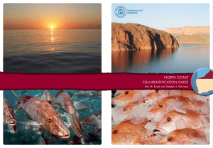 north coast fish identification guide