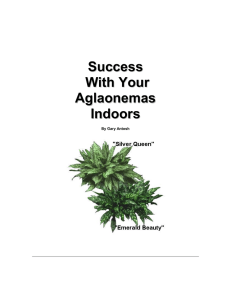 Success With Your Aglaonemas Indoors
