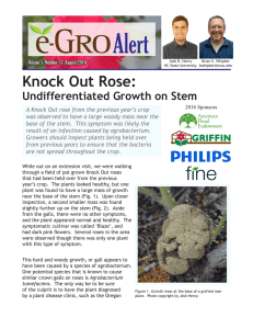 Knock Out Rose - e-GRO Electronic Grower Resources Online